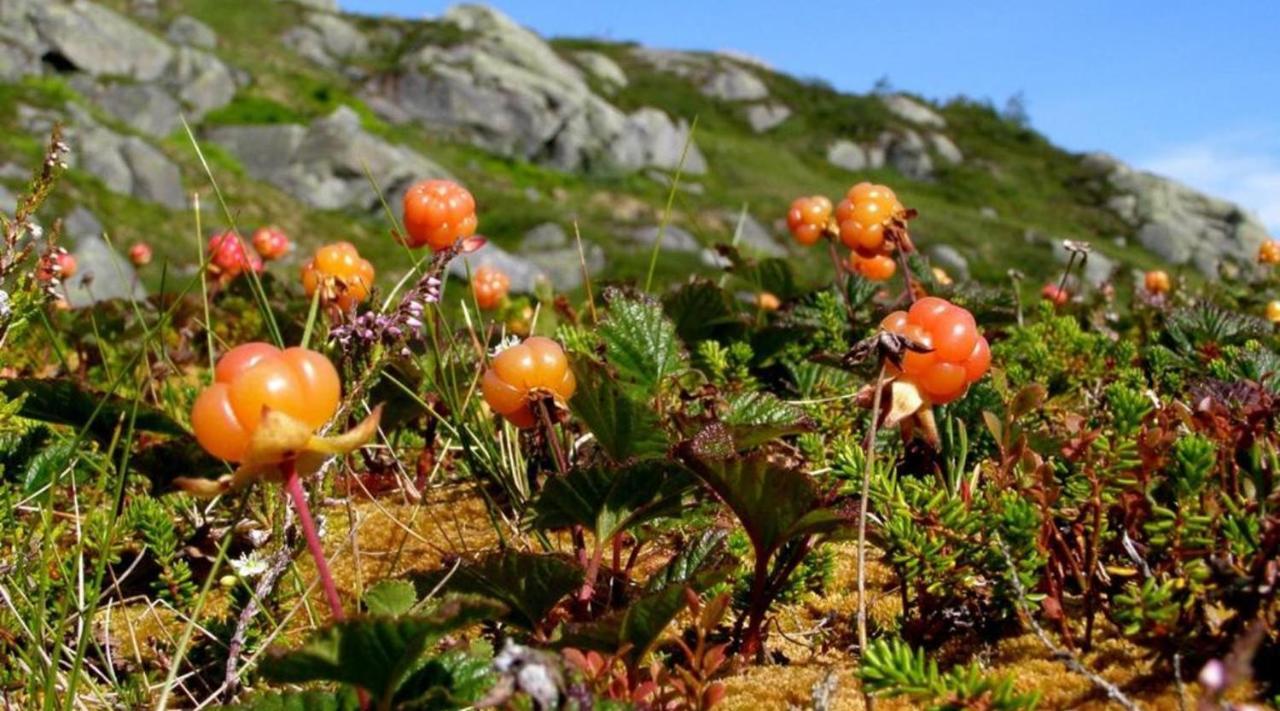 Hytte Naer Vannet, Jacuzzi Og Sauna Vradal Exterior foto